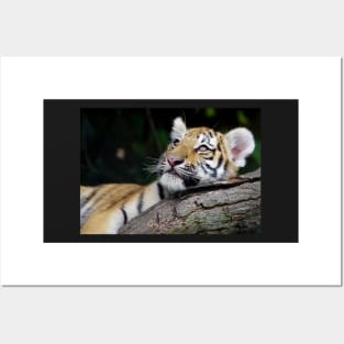 Tiger cub Posters and Art